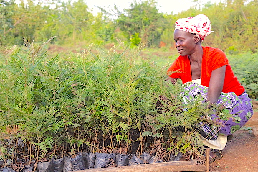 Planting trees plays a significant role in improving the productivity of degraded land. ©World Vision Photo/Sarah Ooko.