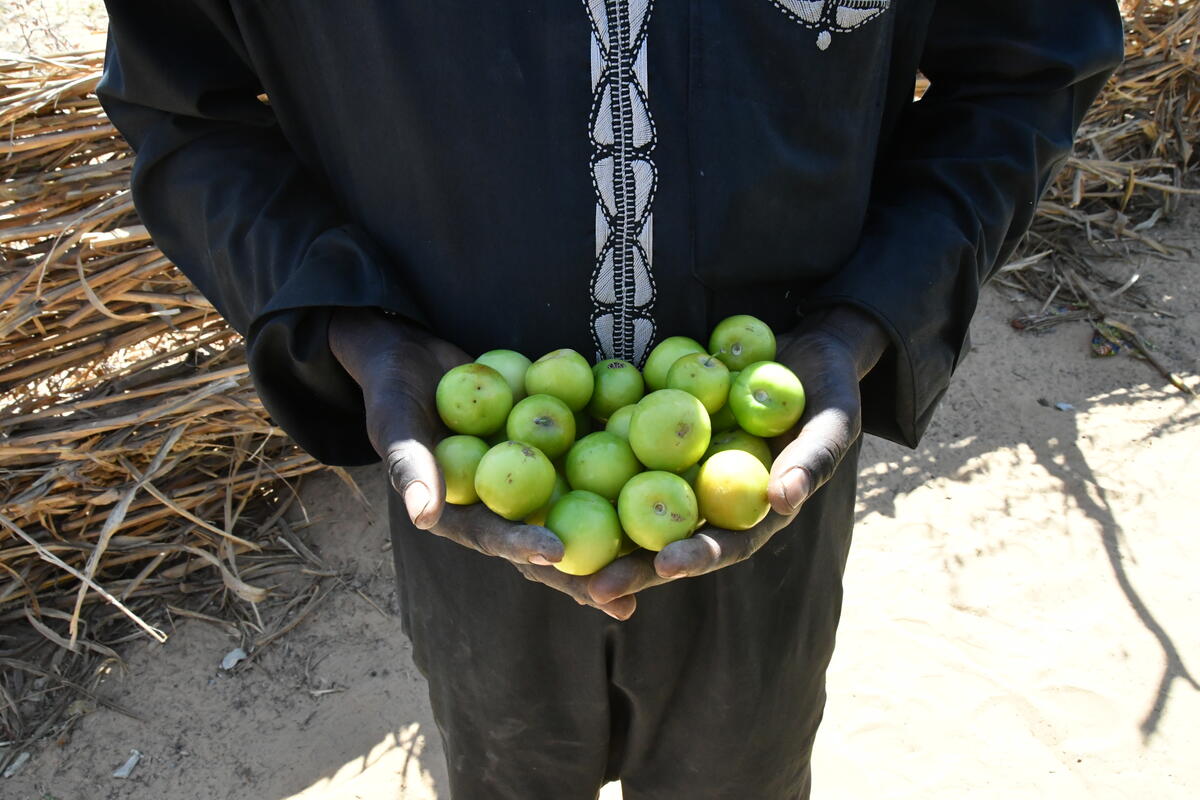 Growing Sahelian apples helped Abdoulsalam stay close to his family