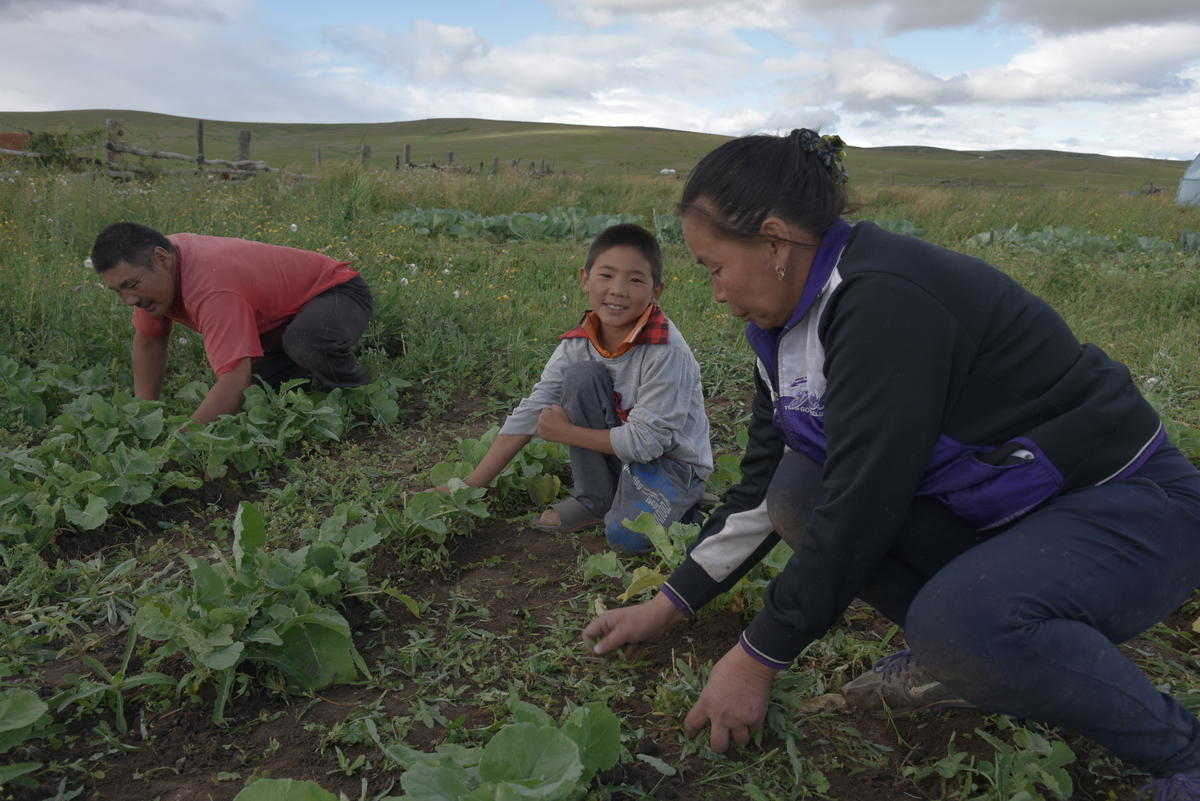 Sponsored child Otgonnyam and his family farm their fields.