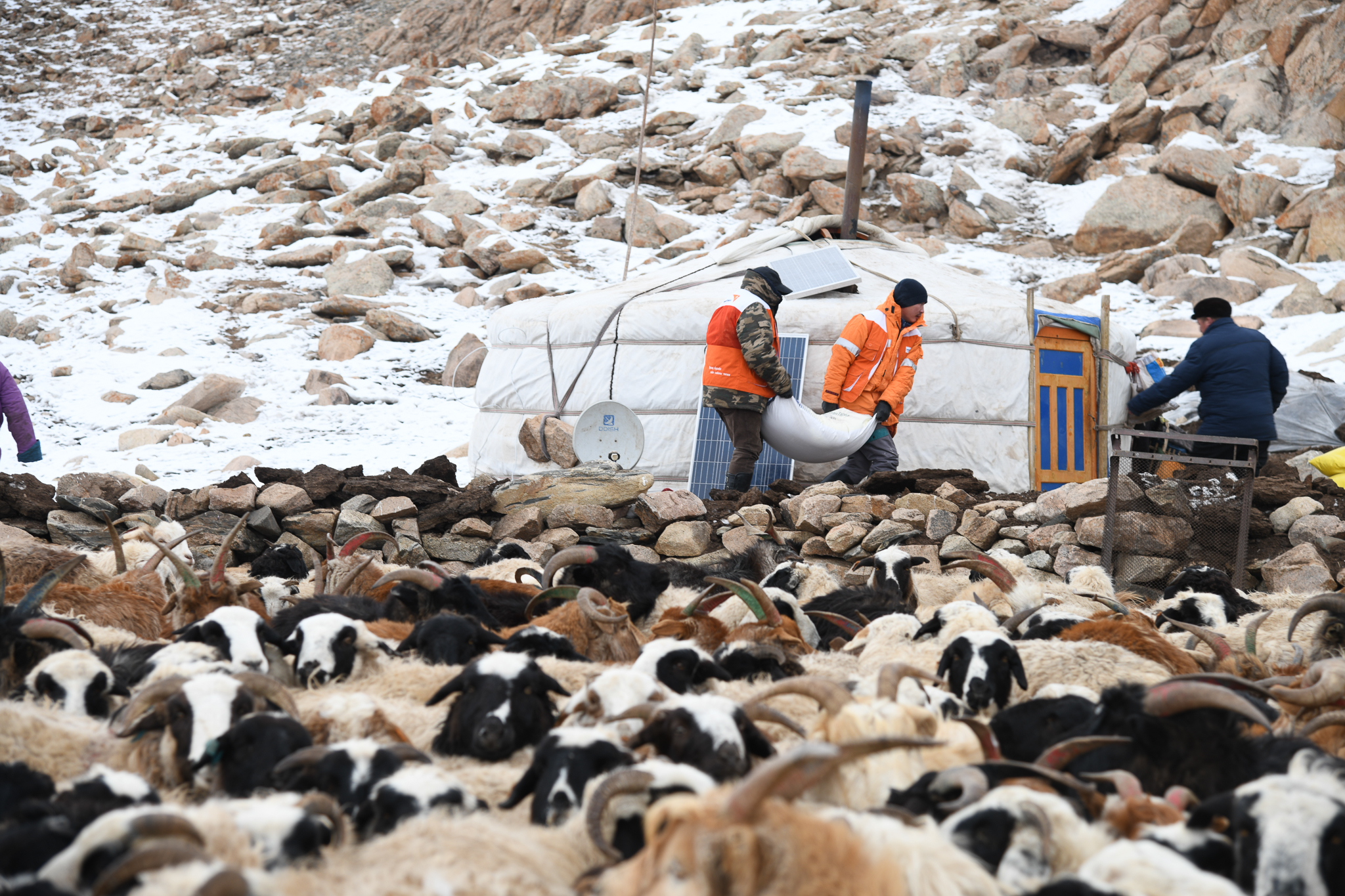 Two World Vision staff carry white feed bag through a herd of goats.