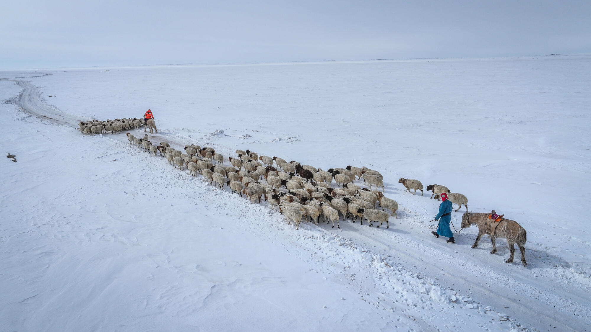 National authorities in Mongolia have issued warnings and forecasts for Dzud - harsh winter conditions and severe cold wave. Herders, who make up 80% of households in rural Mongolia, are at high risk of losing their livelihoods in the coming winter season.