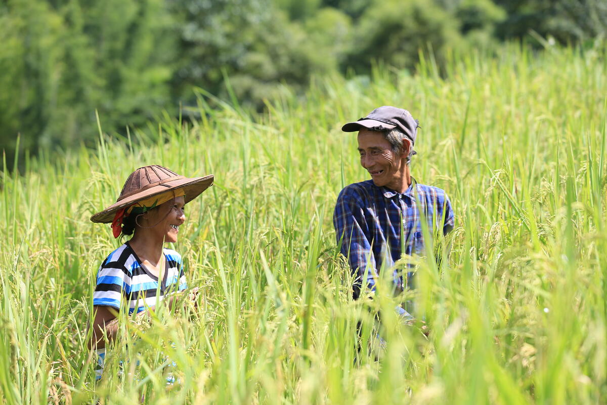 U Kyar Hpu and his wide smile in their filled paddy field.