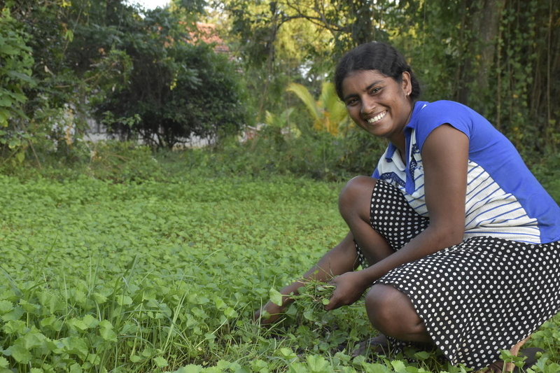 woman in Sri Lanka harvesting her crops