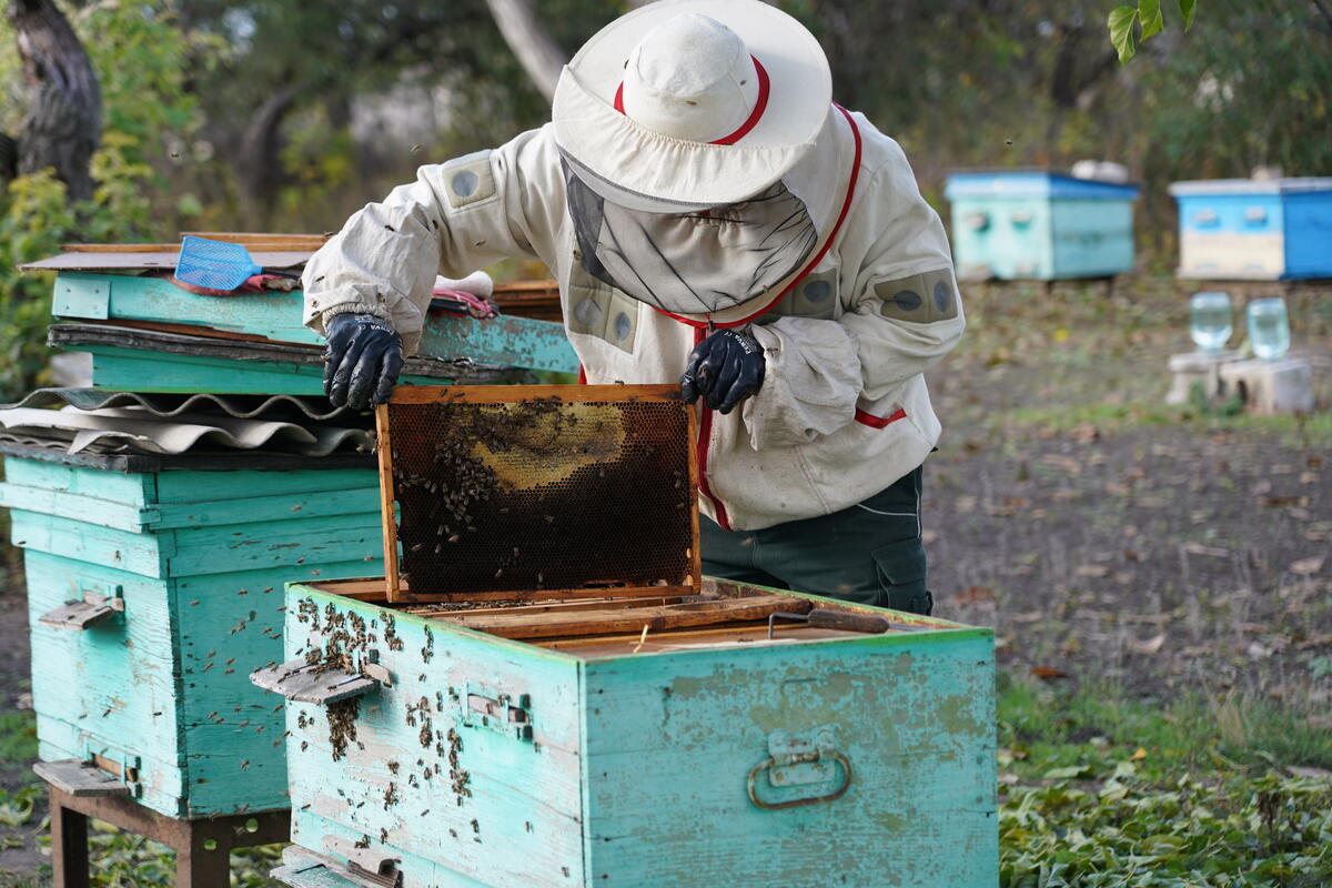 Dmytro working on his hive