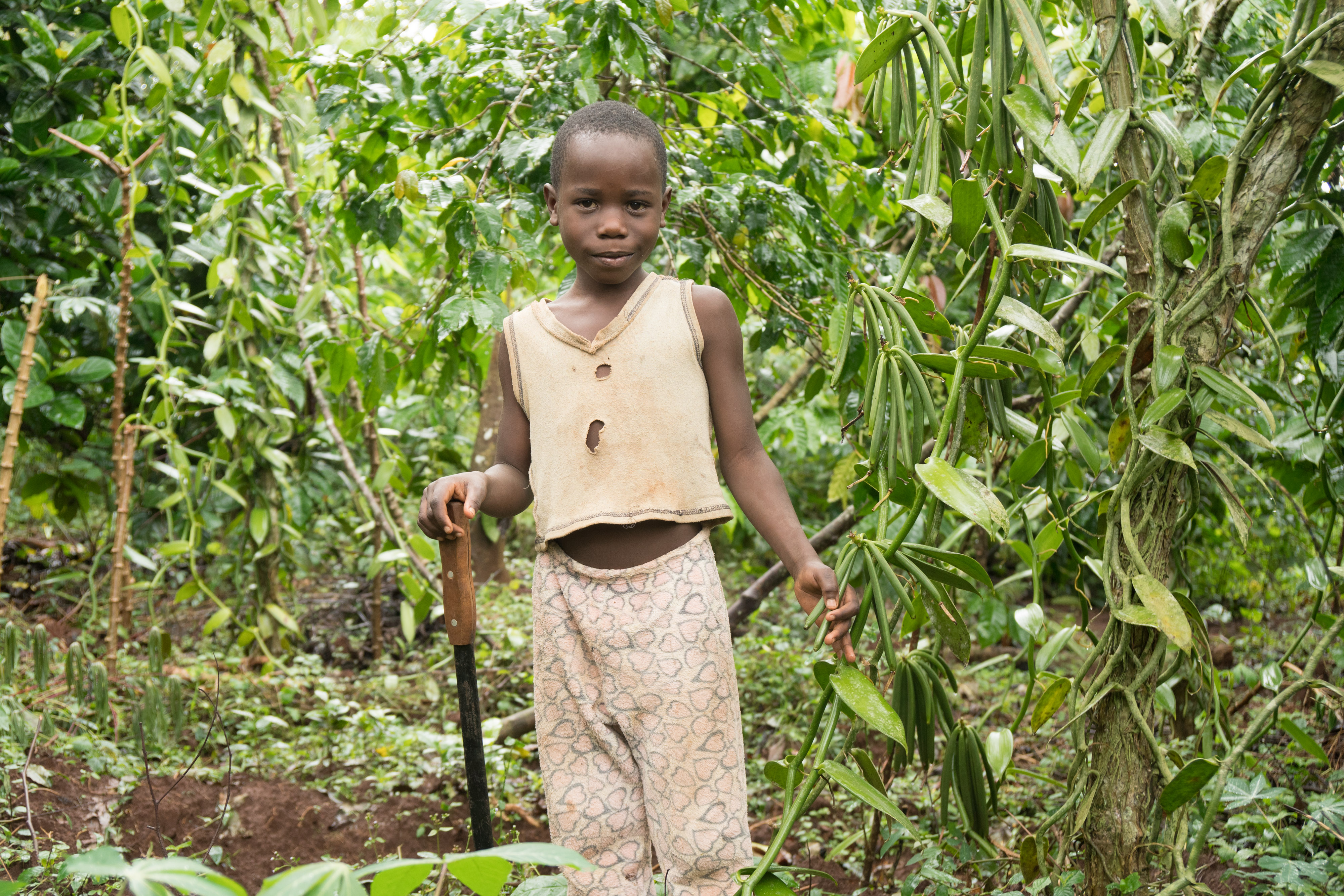 Rahmad, 8, helps cultivate the family vanilla vines.