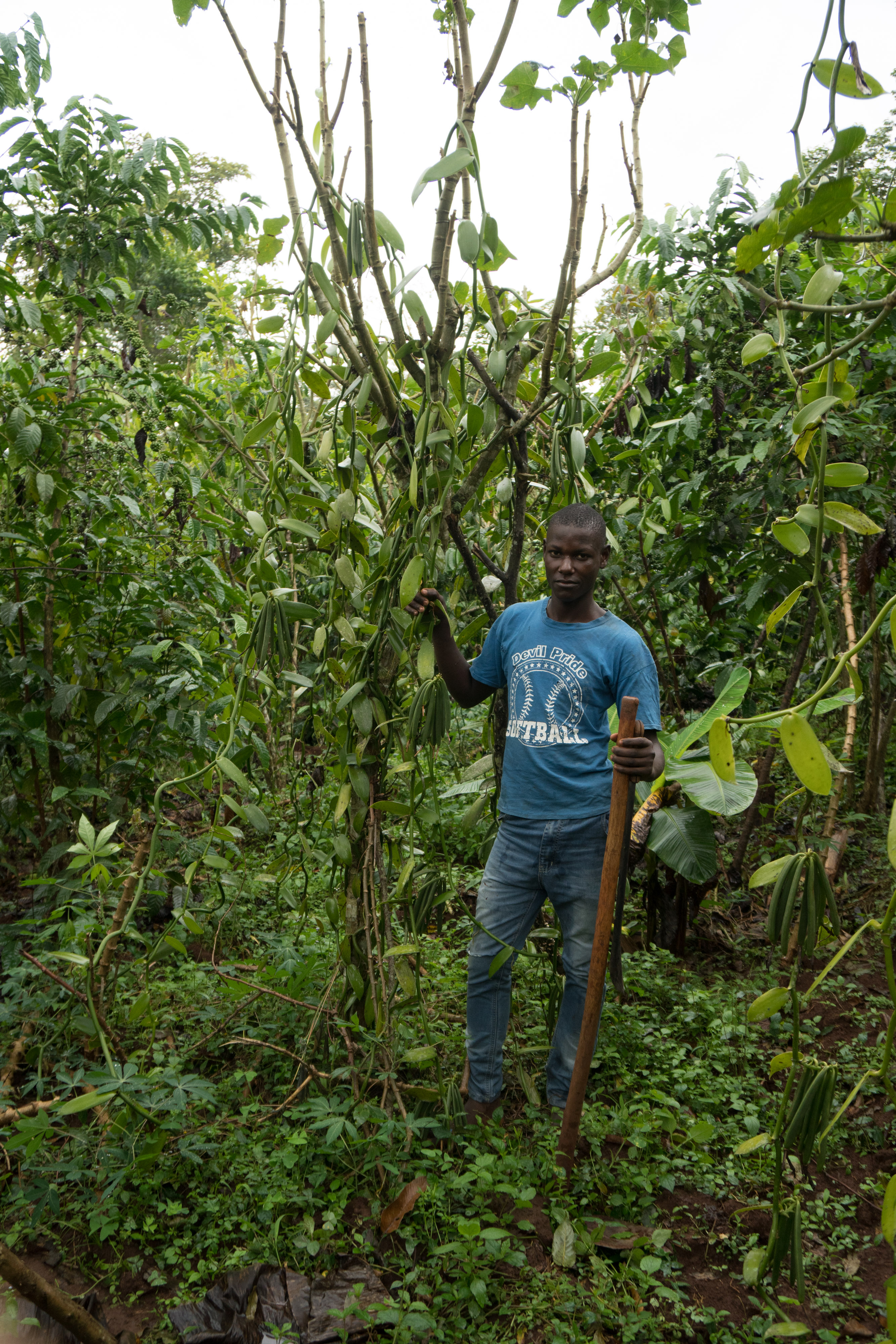 Peter 17 shows the newest vanilla pods on the family vines. He’s been working on his father’s vines since he was 8.