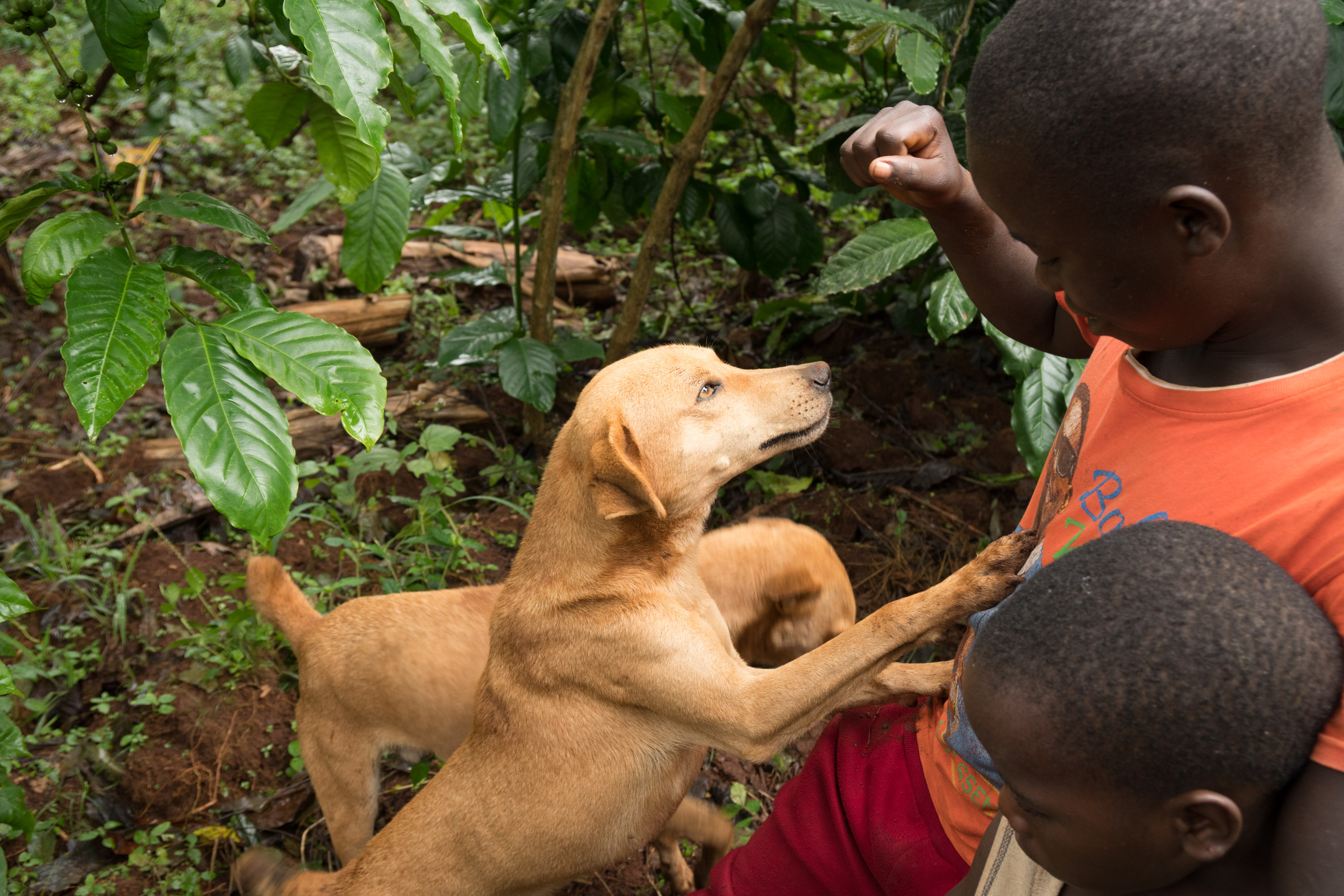 The boys play with one of the family dogs in the vanilla vines.