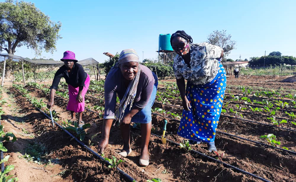 hey were now able to grow various crops like beans, tomatoes, brinjal among other vegetables for their families with extra being sold to meet other household needs.