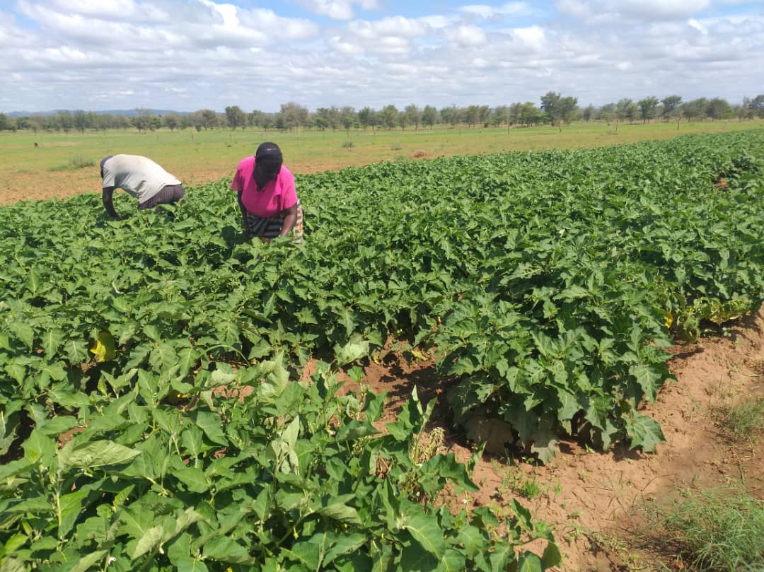 maureen and her husband Grimsdale working in their field