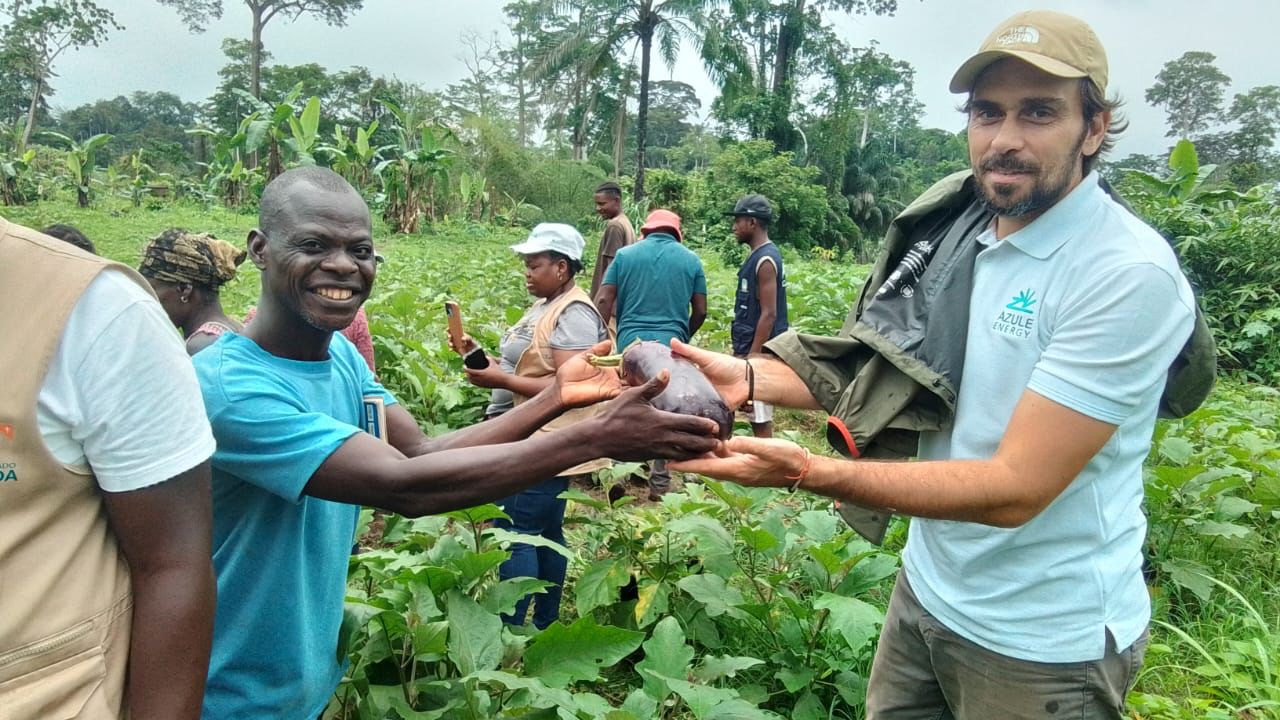 Eggplant harvest impressed visitors with the quality of the produce