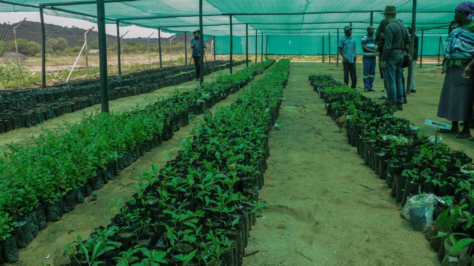 Inside Mumera Nursery,