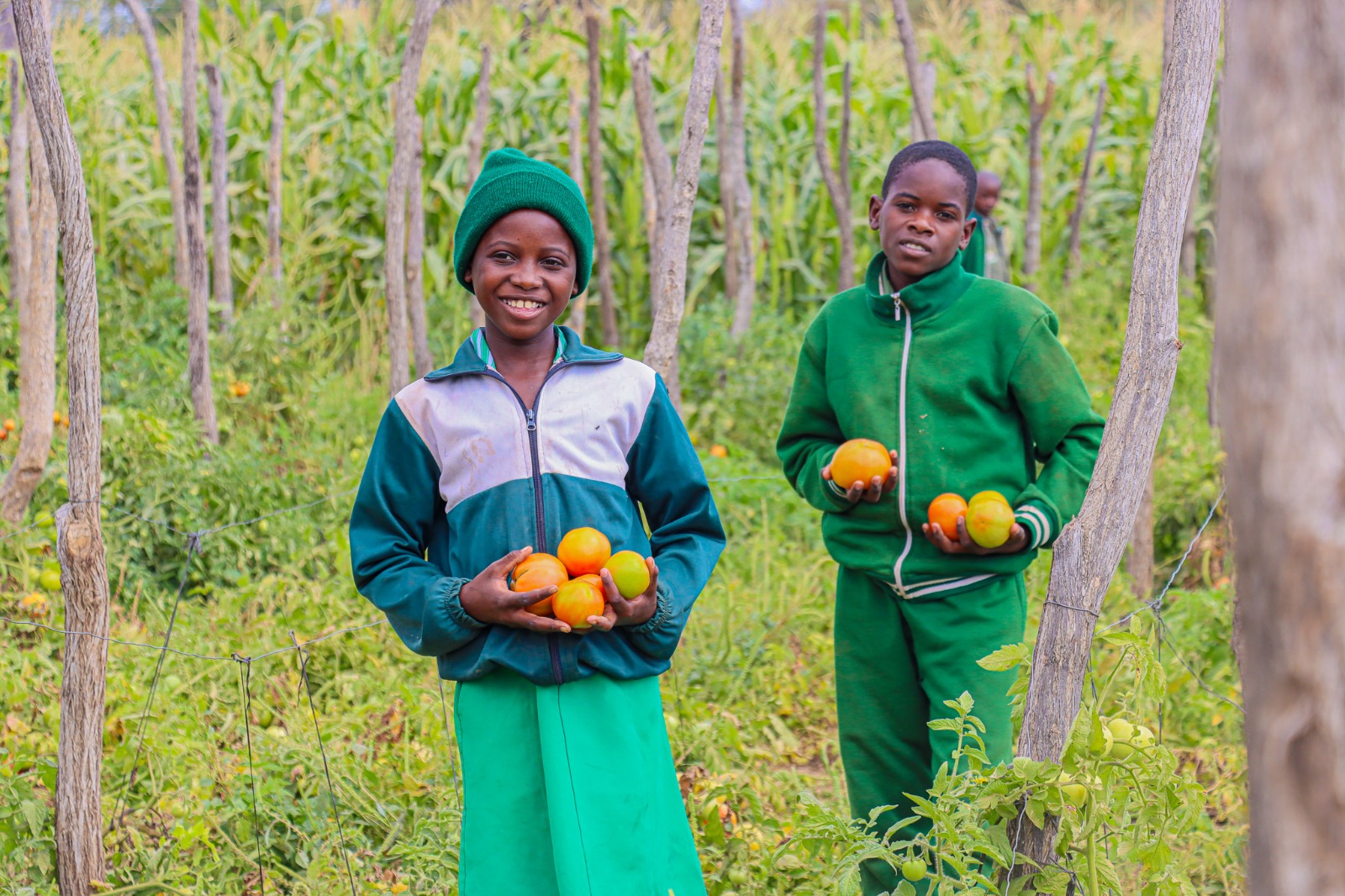 Members of the Garden Club harvesting tomatoes