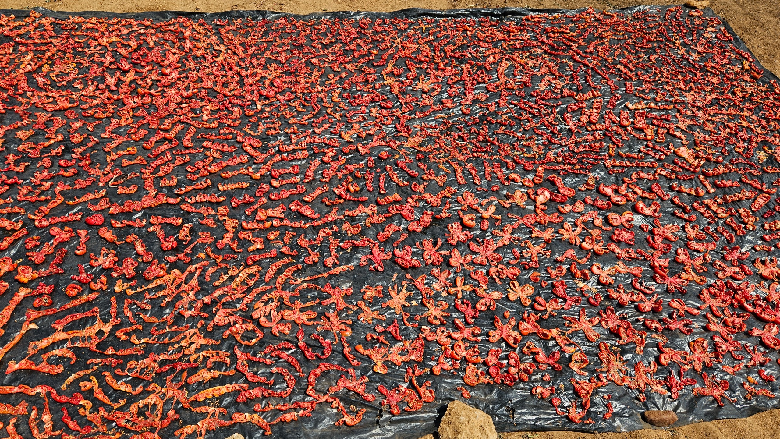 The garden members are also drying tomatoes and making sure that every tomato counts