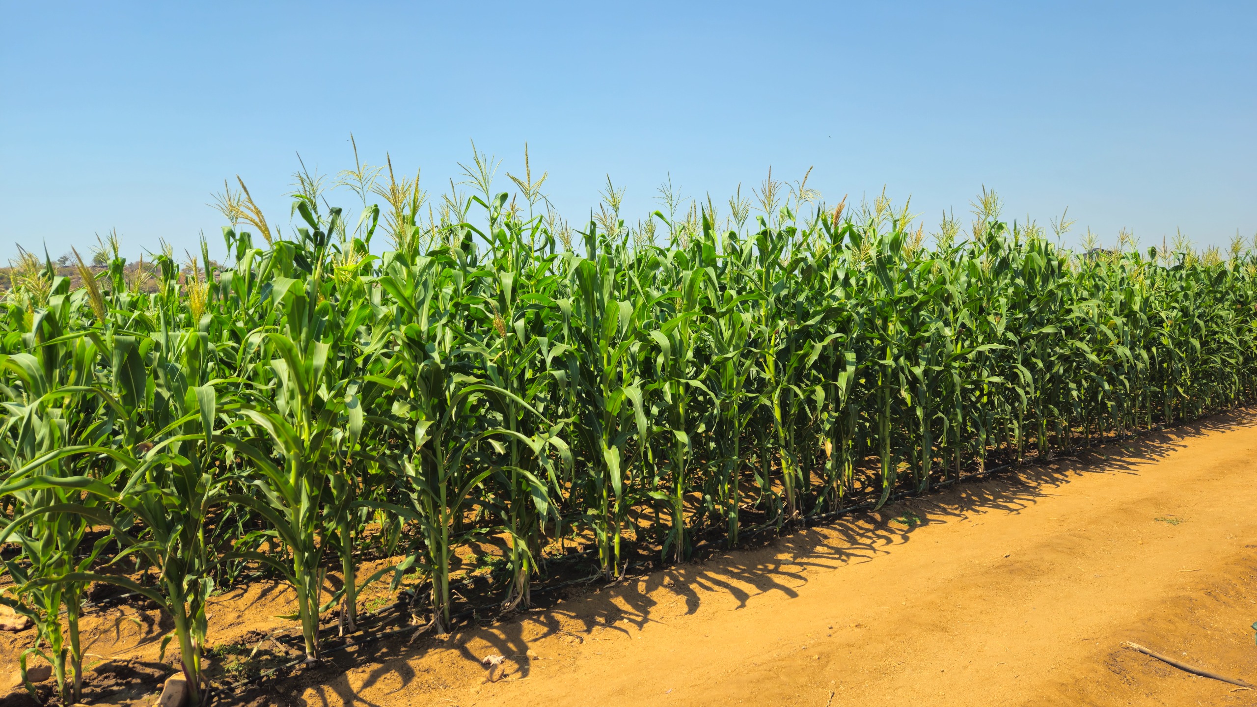 There is also maize in Masimba Vegetable Garden