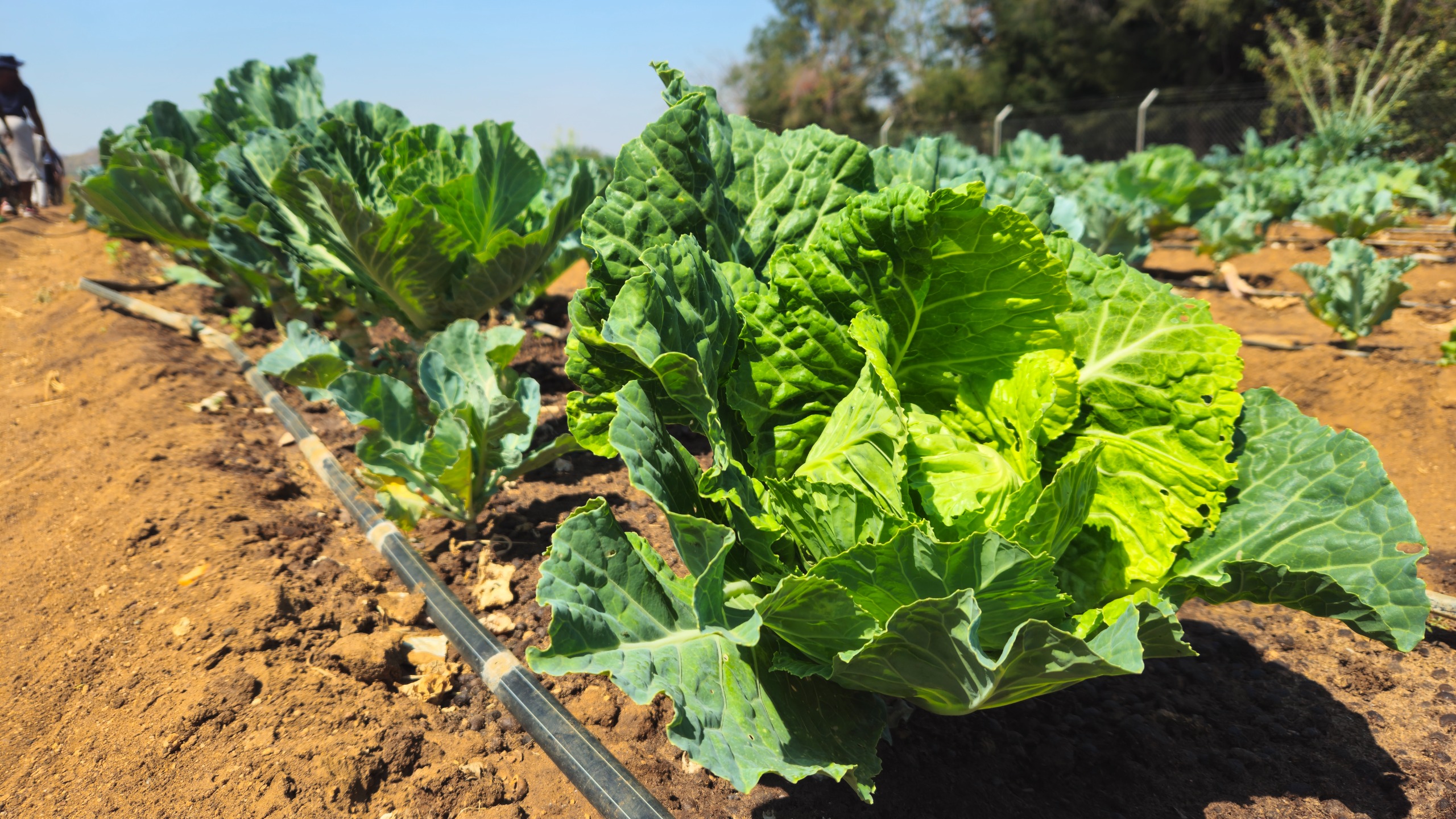 Masimba Vegetable Garden has a variety of vegetables