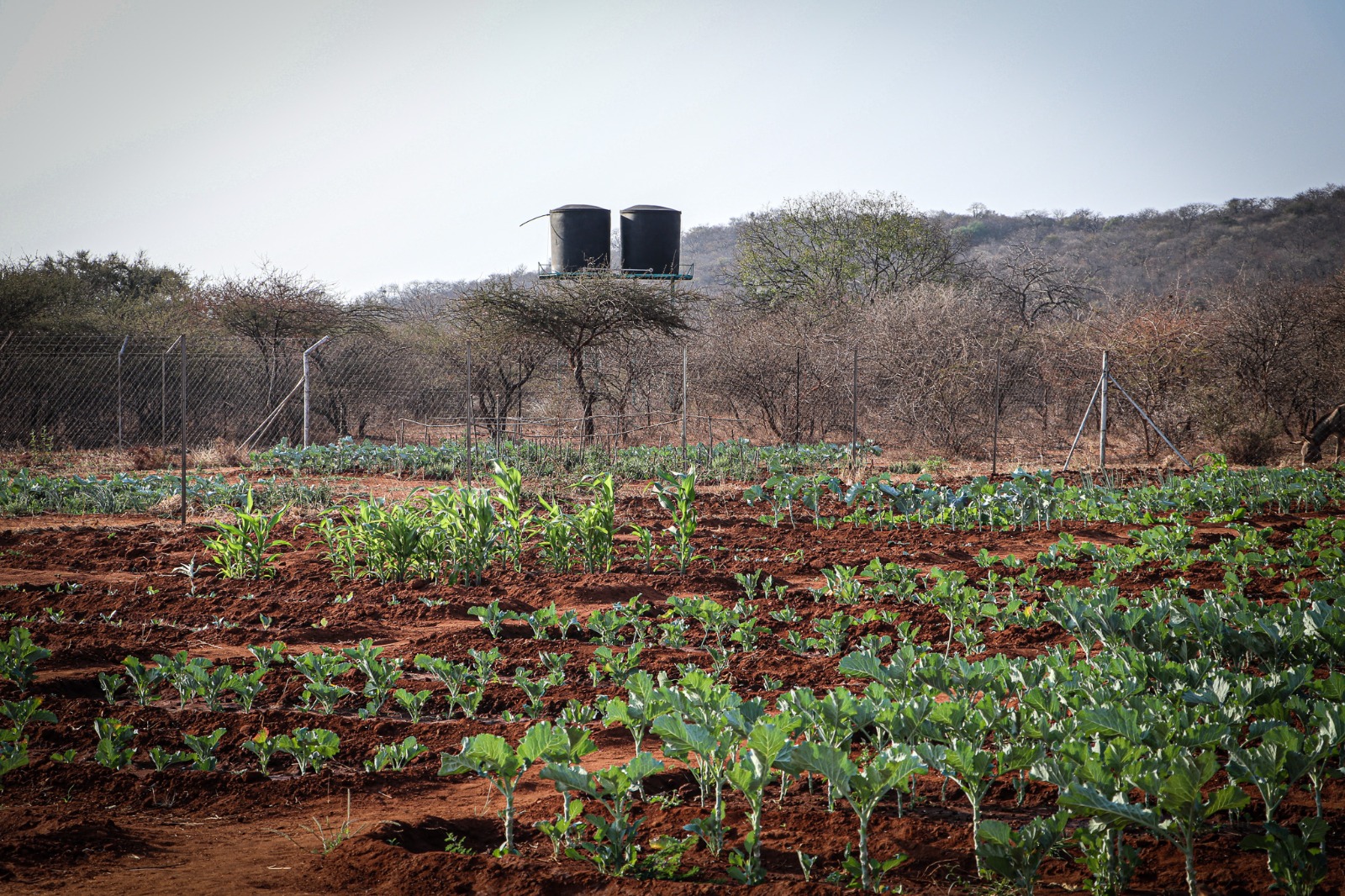 A nutrition garden that provides fresh, healthy produce to support the school feeding programme. 
