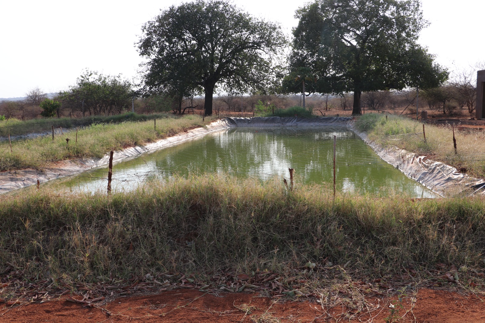 One of the fish ponds at Fula Primary School