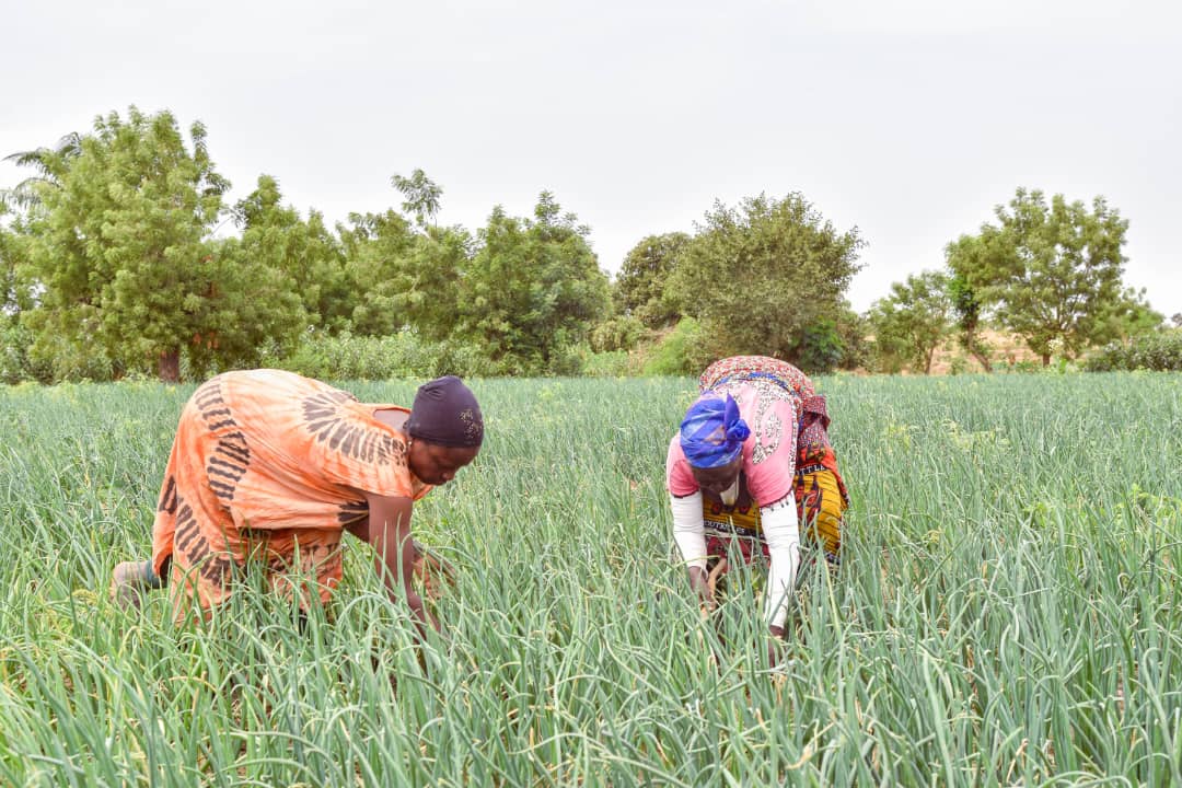women farming onion