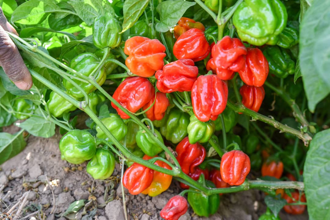 Martha's pepper farm