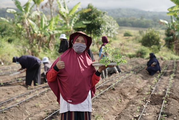 Woman harvesting in a field