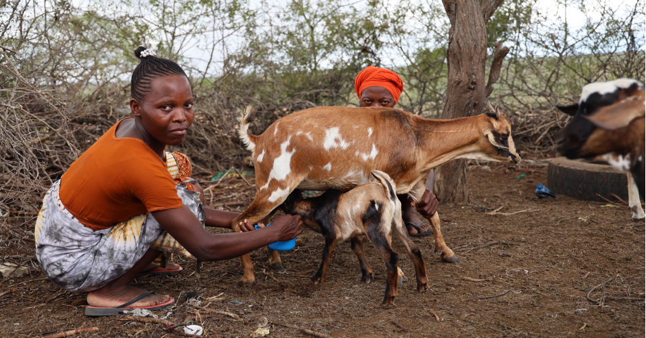 Furaha Chengo milking her Galla goat, which supplies enough milk for her children.