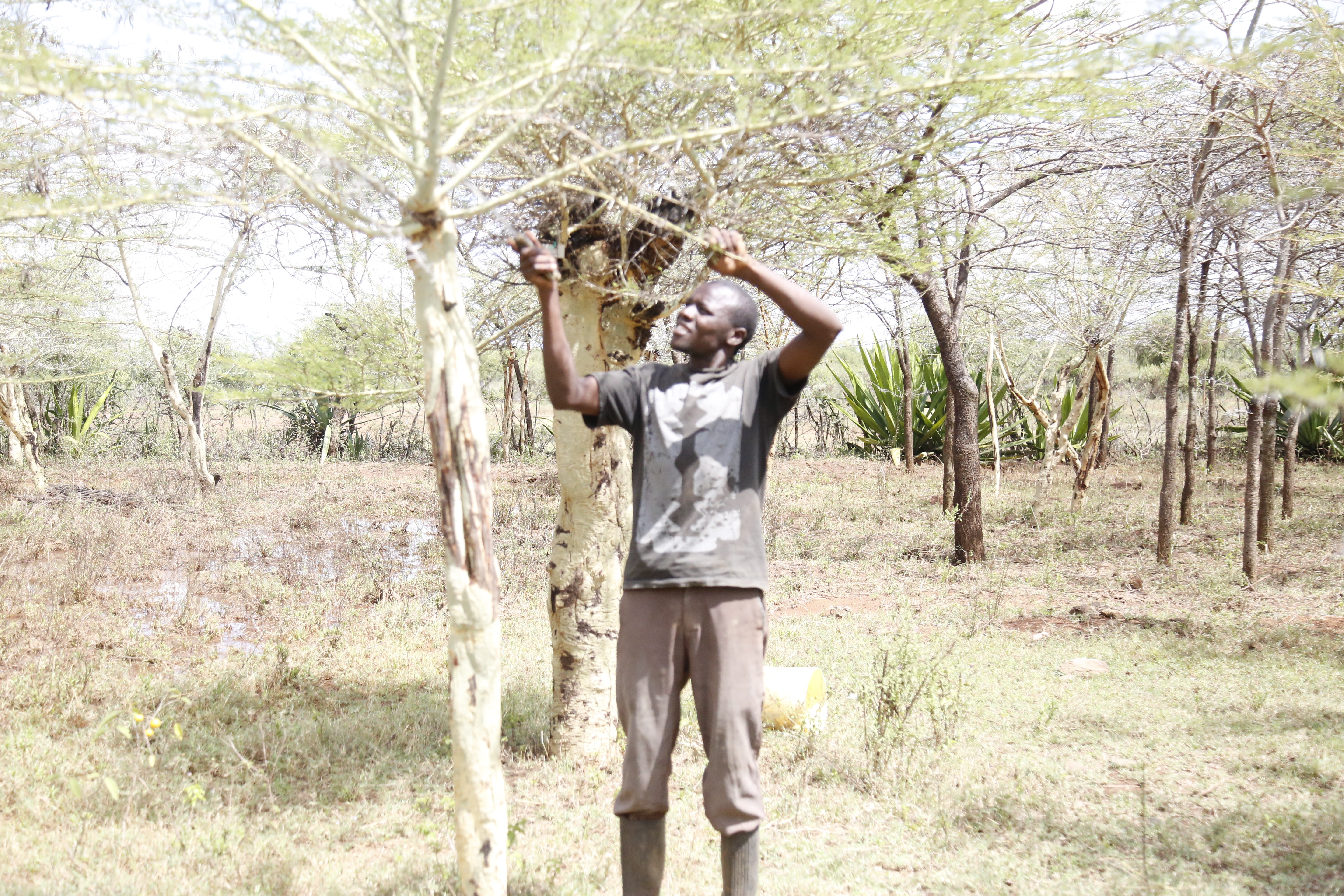 Farmer Managed Natural Regeneration (FMNR) technique boosts the productivity of acacia trees that generate high income for  farmers. ©World Vision Photo/Zipporah Karani