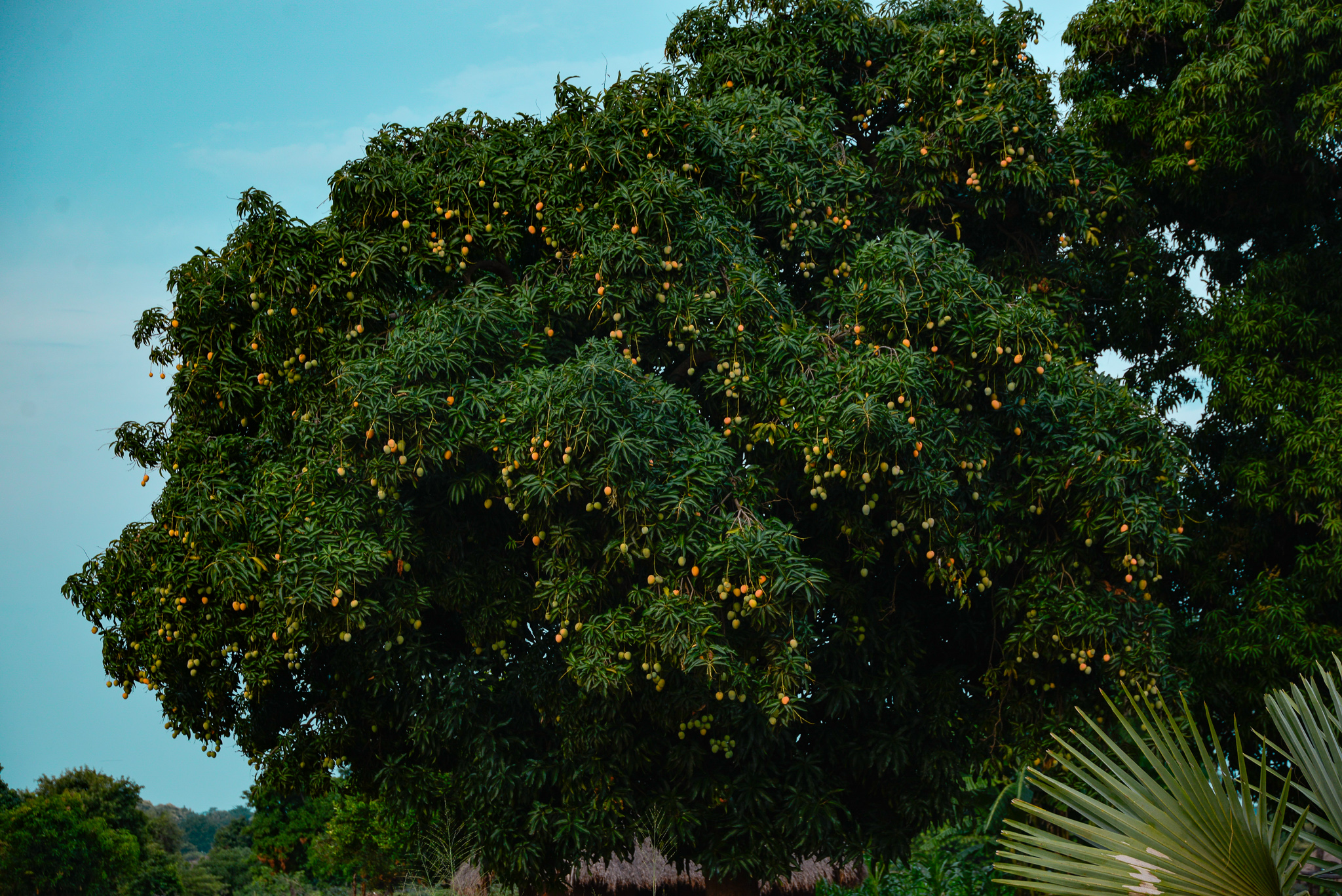 mango tree in Bidibidi 