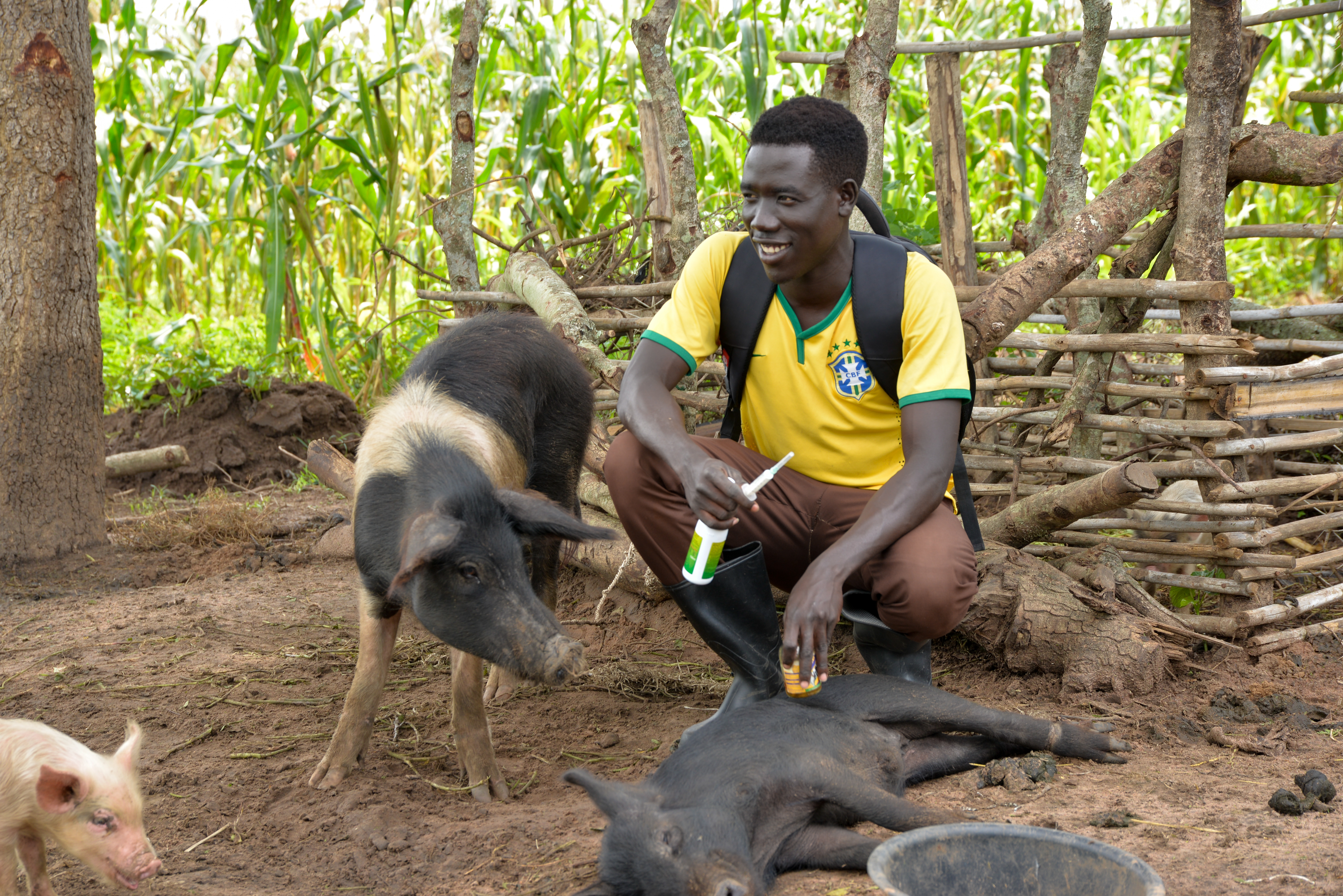 Maurice checking out the pigs