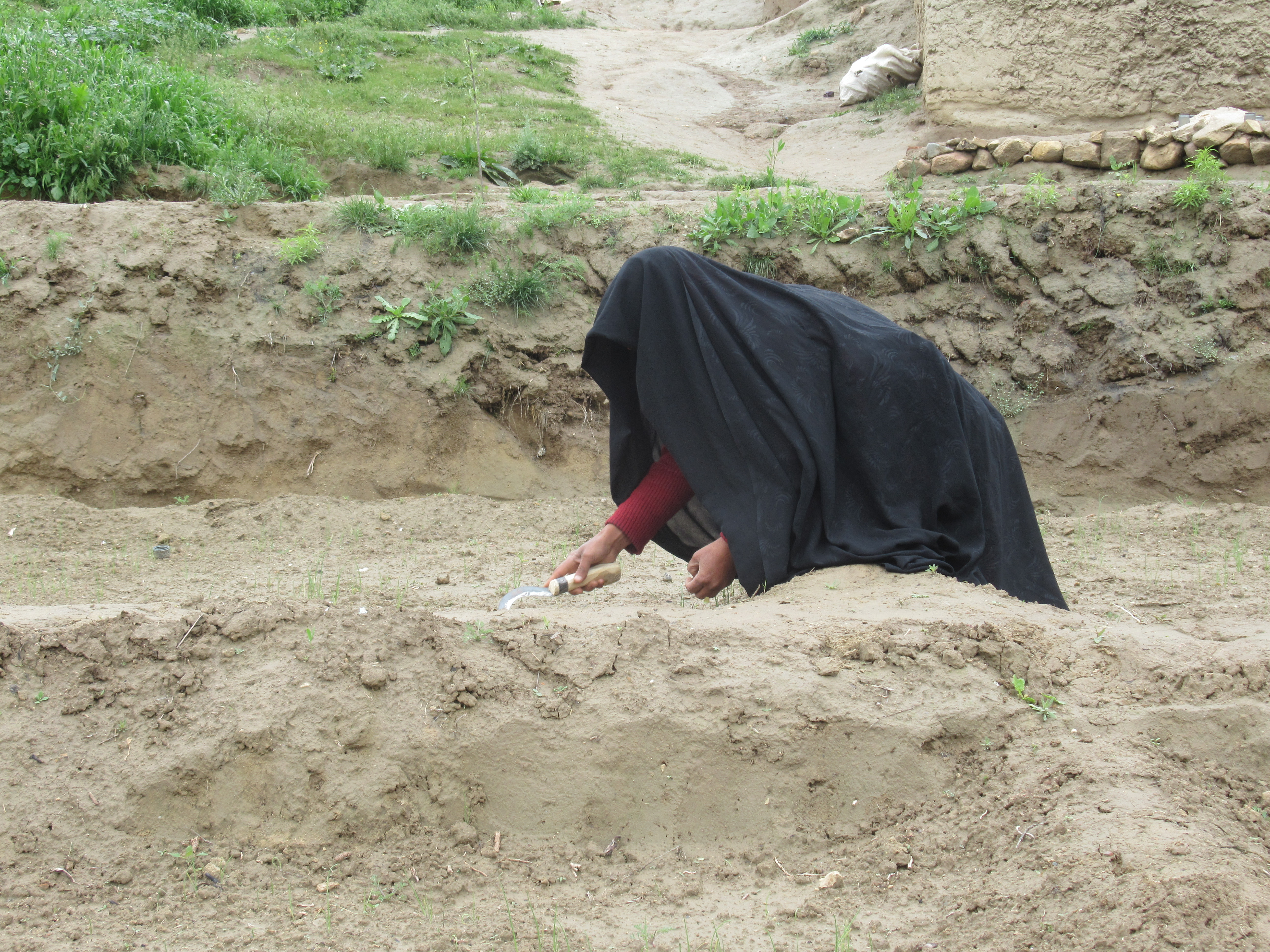 practical session of kitchen gardening