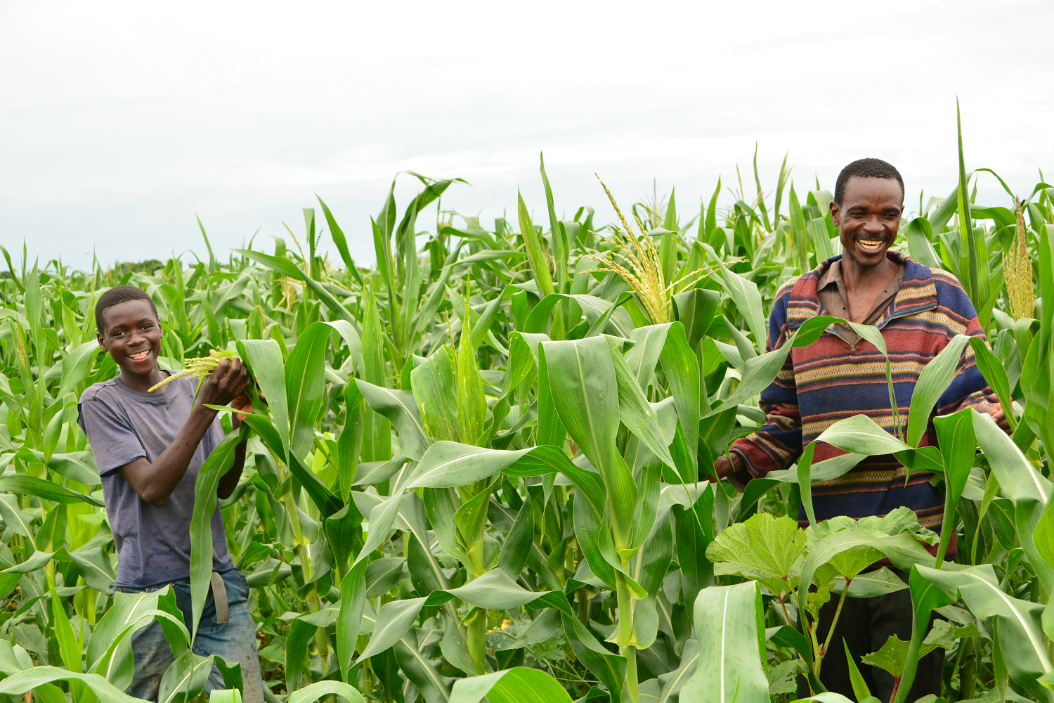 Acklas’ maize field which he cultivate using Farming God’s Way has healthier crops, assuring him of a higher yields and income in 2019 