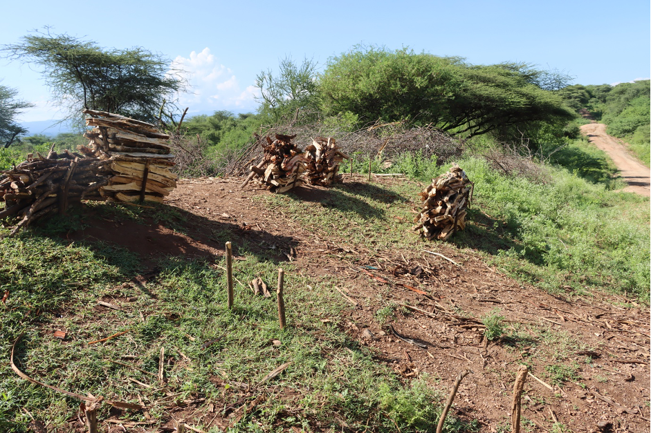 Bundles of firewood displayed on the roadside for sale in a rural village in West Pokot County. Unsustainable logging practices contribute to the loss of forests.