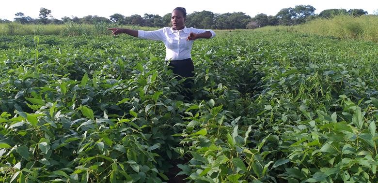 Catherine in her Soya Beans field.