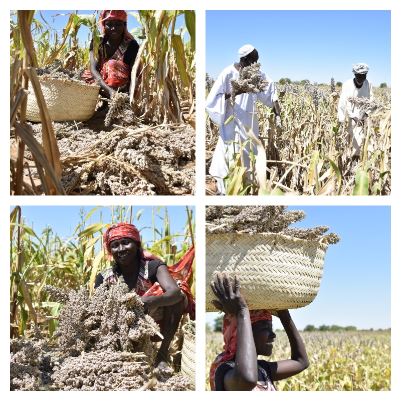 Seeds collected from the group multiplication farms through the seed banking systems will then be distributed to farmers for the next planting season