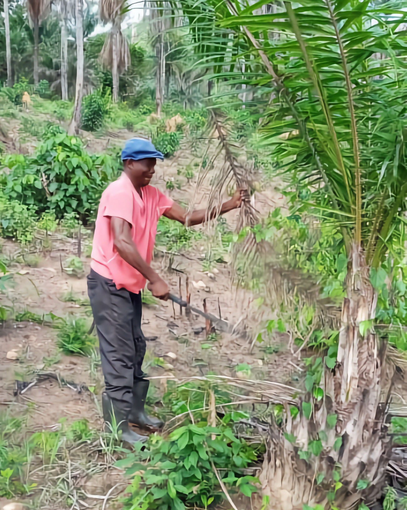 Pastor Emmanuel cutting palm 