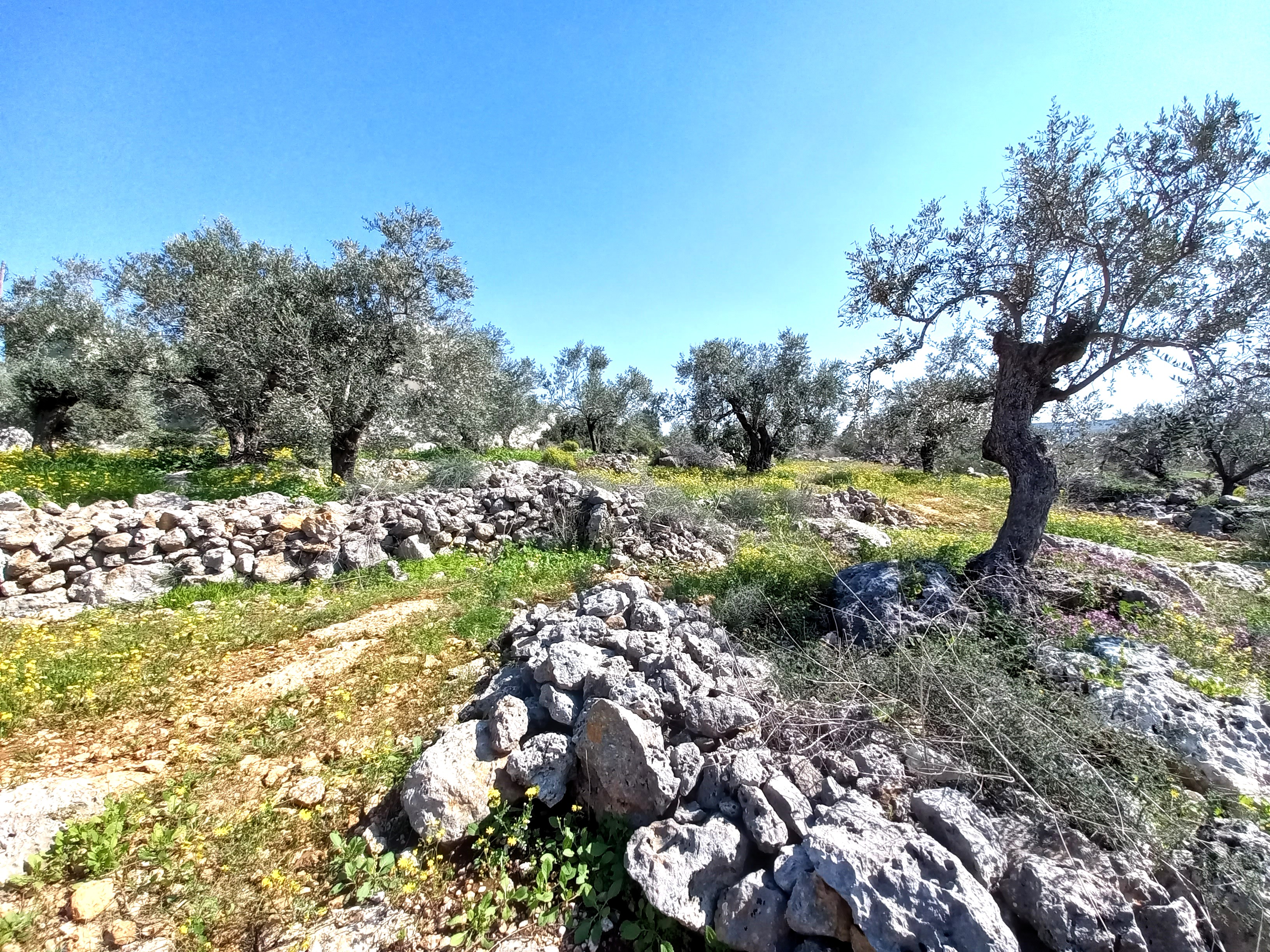 Sherin's land in the North of te West Bank