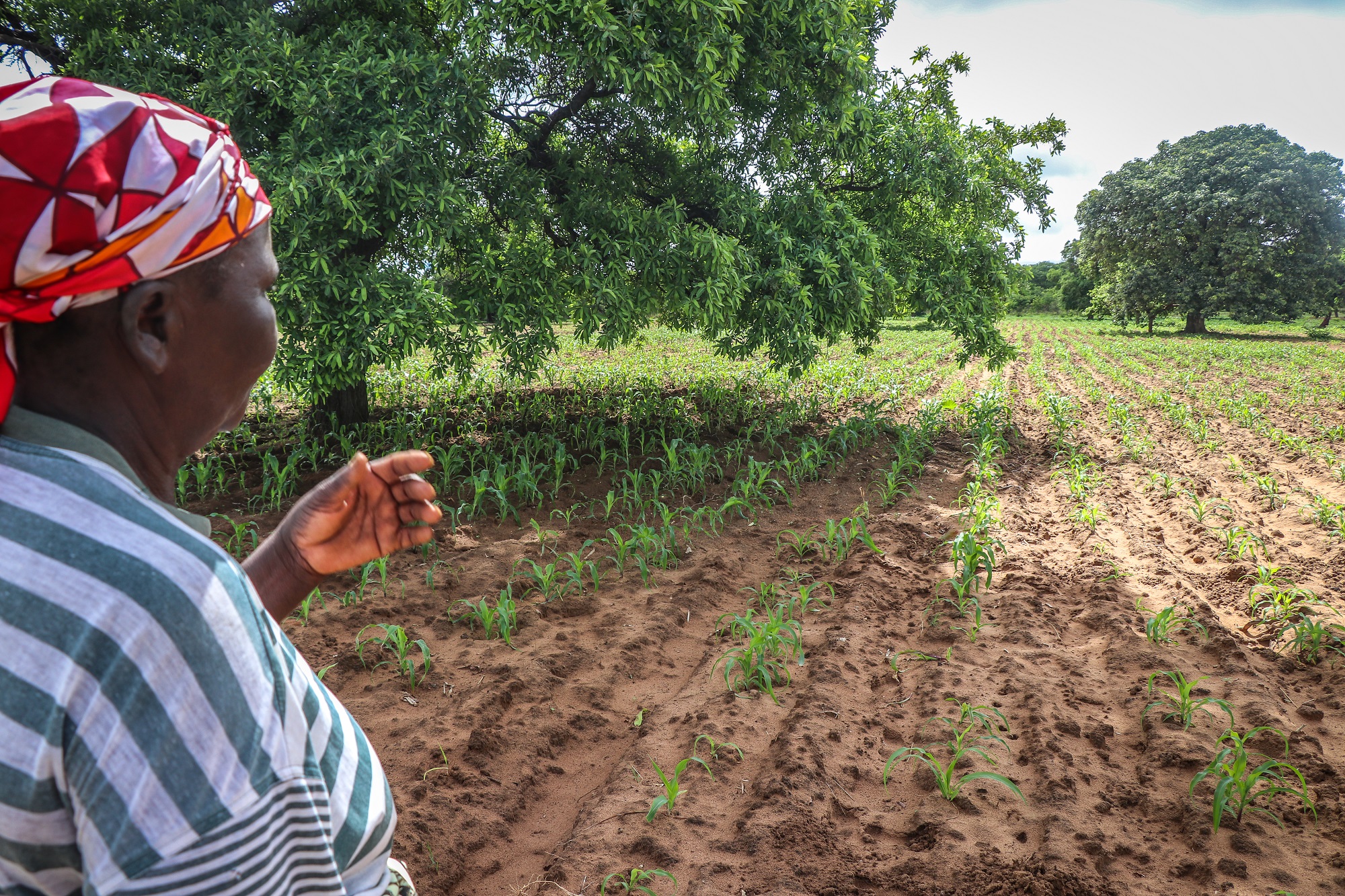    Josephine 67 spends her time in her fields and looking after her grandchildren with less worry about where the next meal will come from.