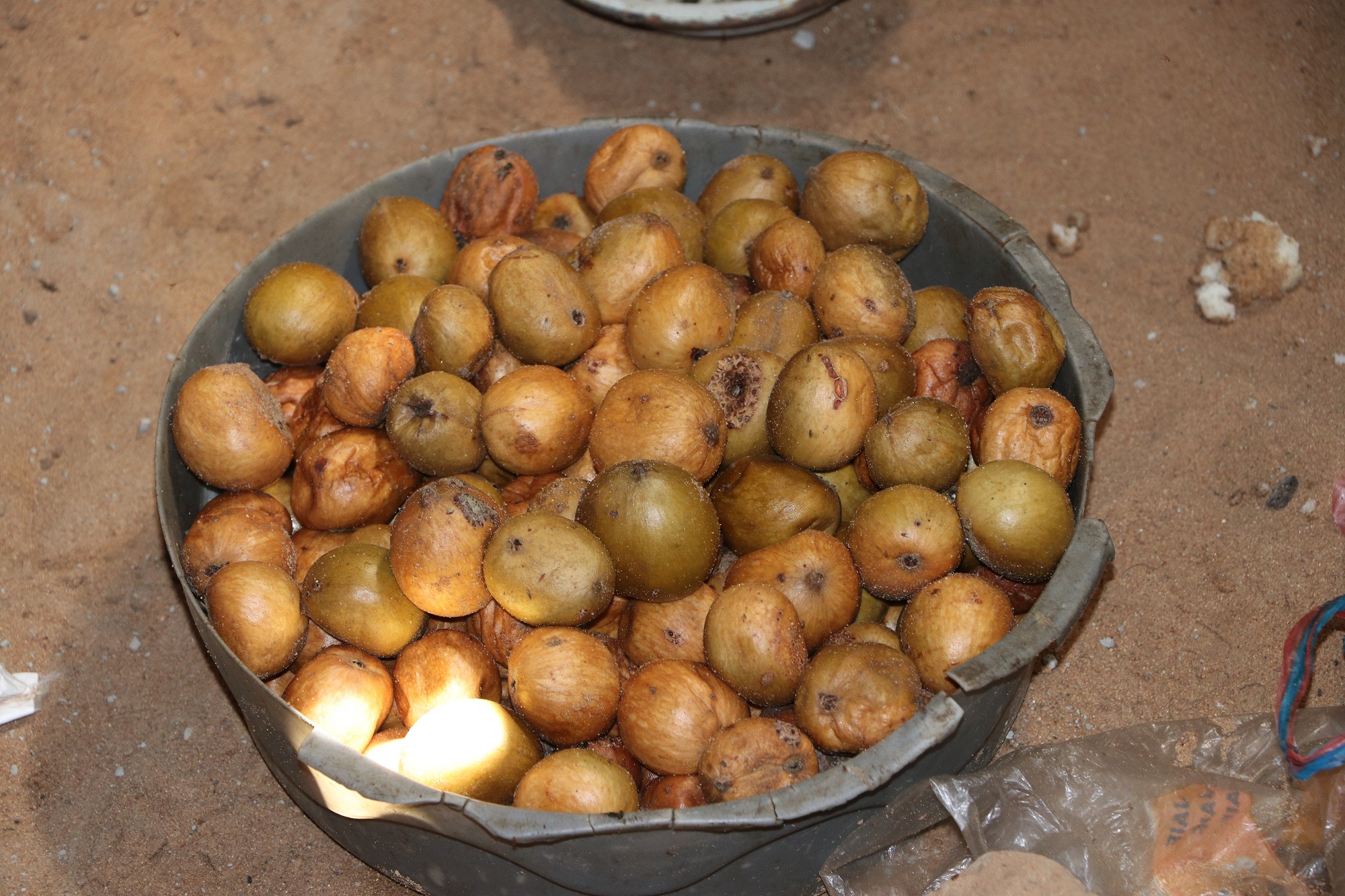             Wild fruits that the family often consumes as a coping strategy  picked by Josephine and her  grandchildren