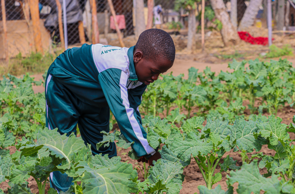 The nutrition garden is also used for agriculture practical lessons at the school
