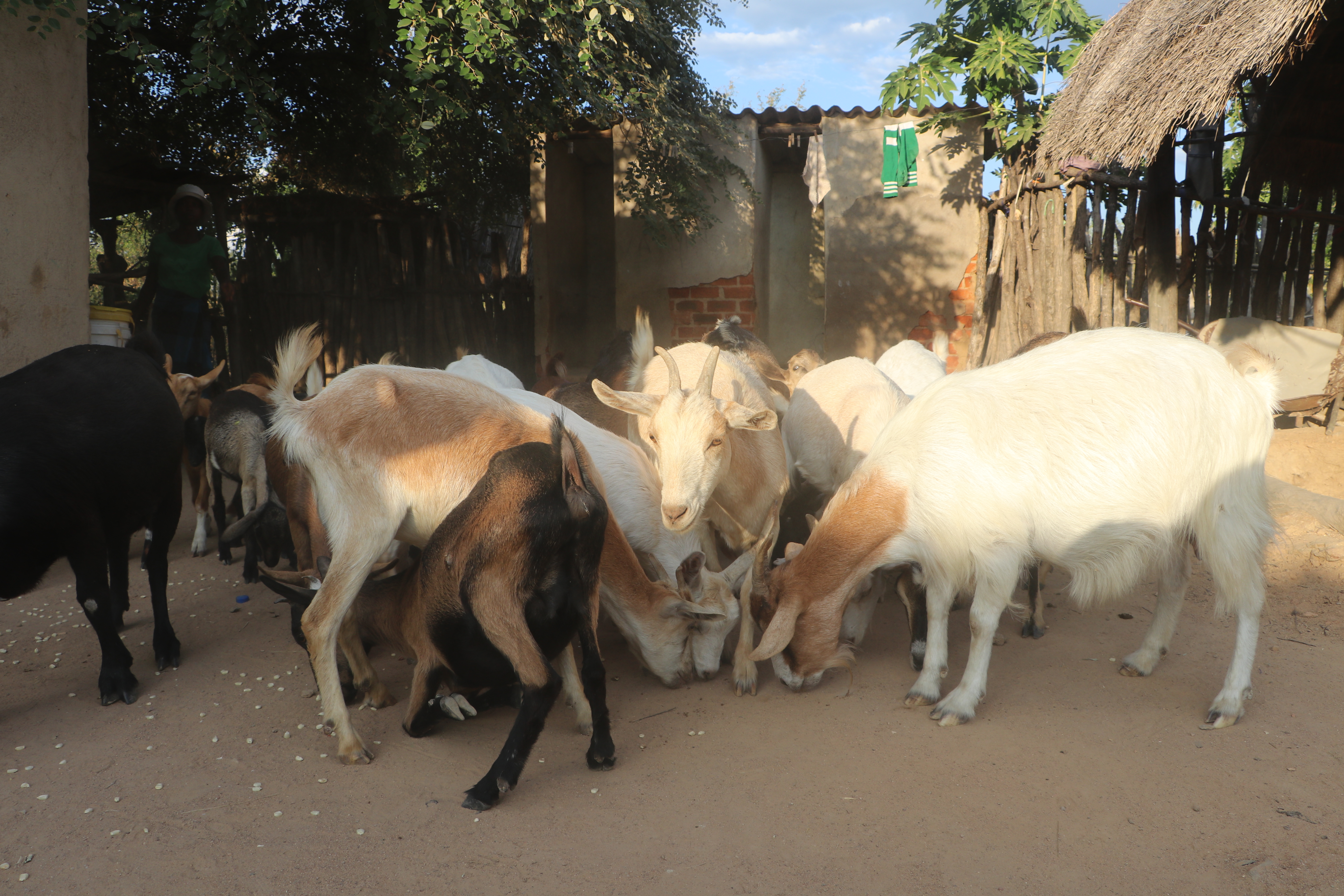 Some of the goats owned by the Tendaiishe Sewing Group