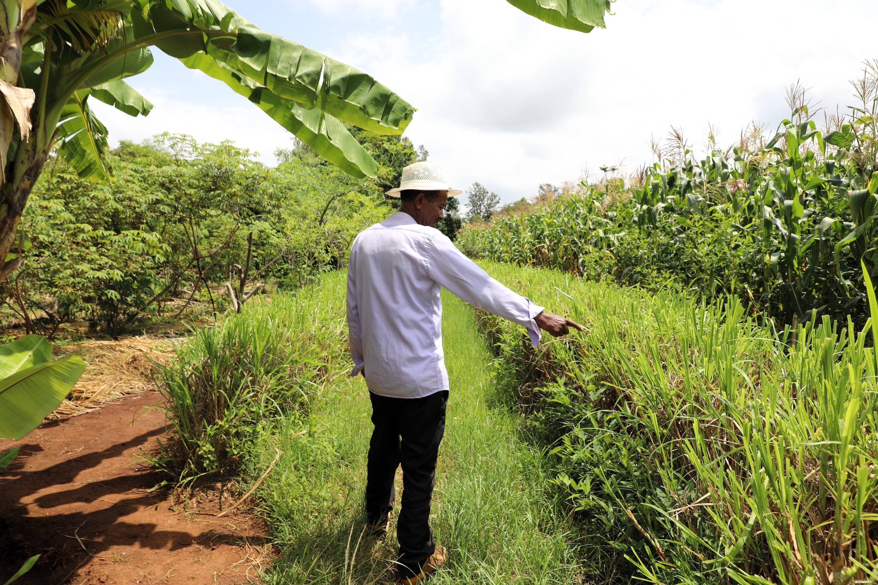 Semah's Farm full of greenery