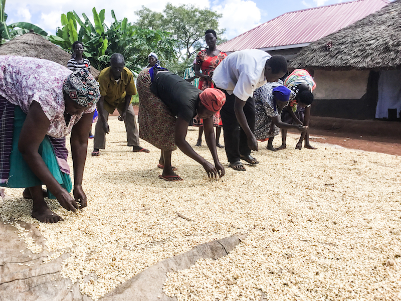 Farmers working in groups