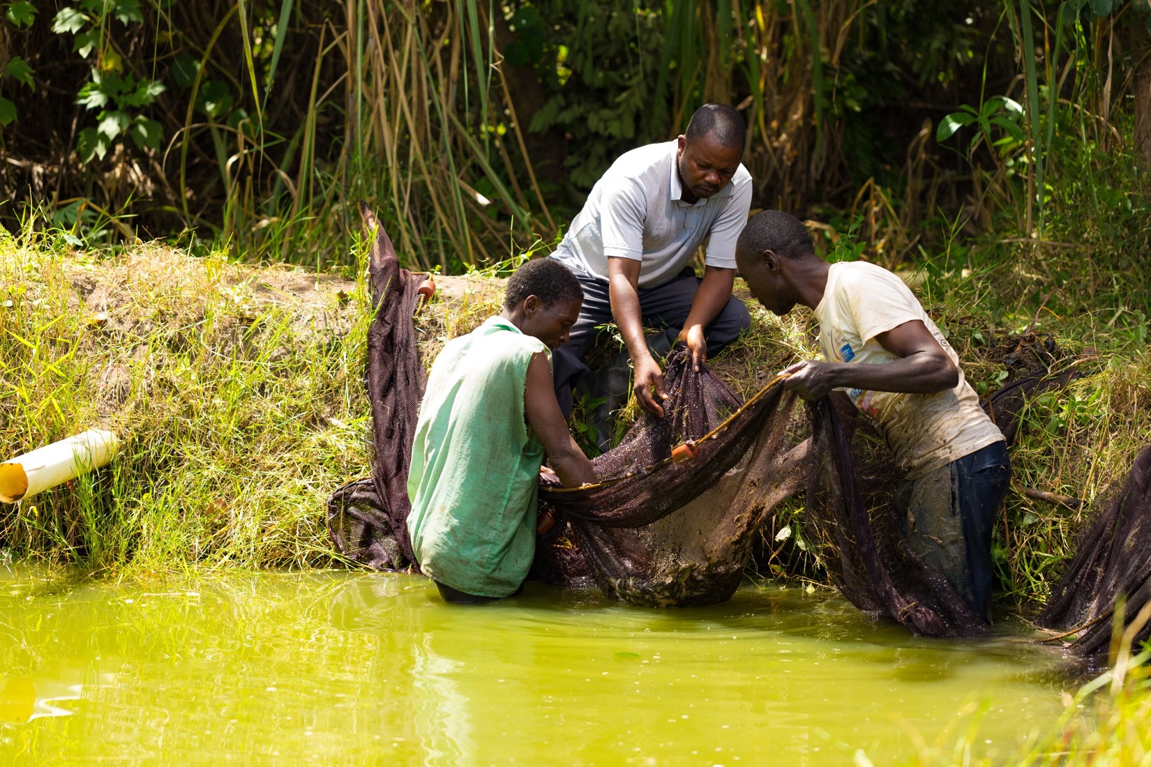 Tsoka and friends harvesting fish from his dam.