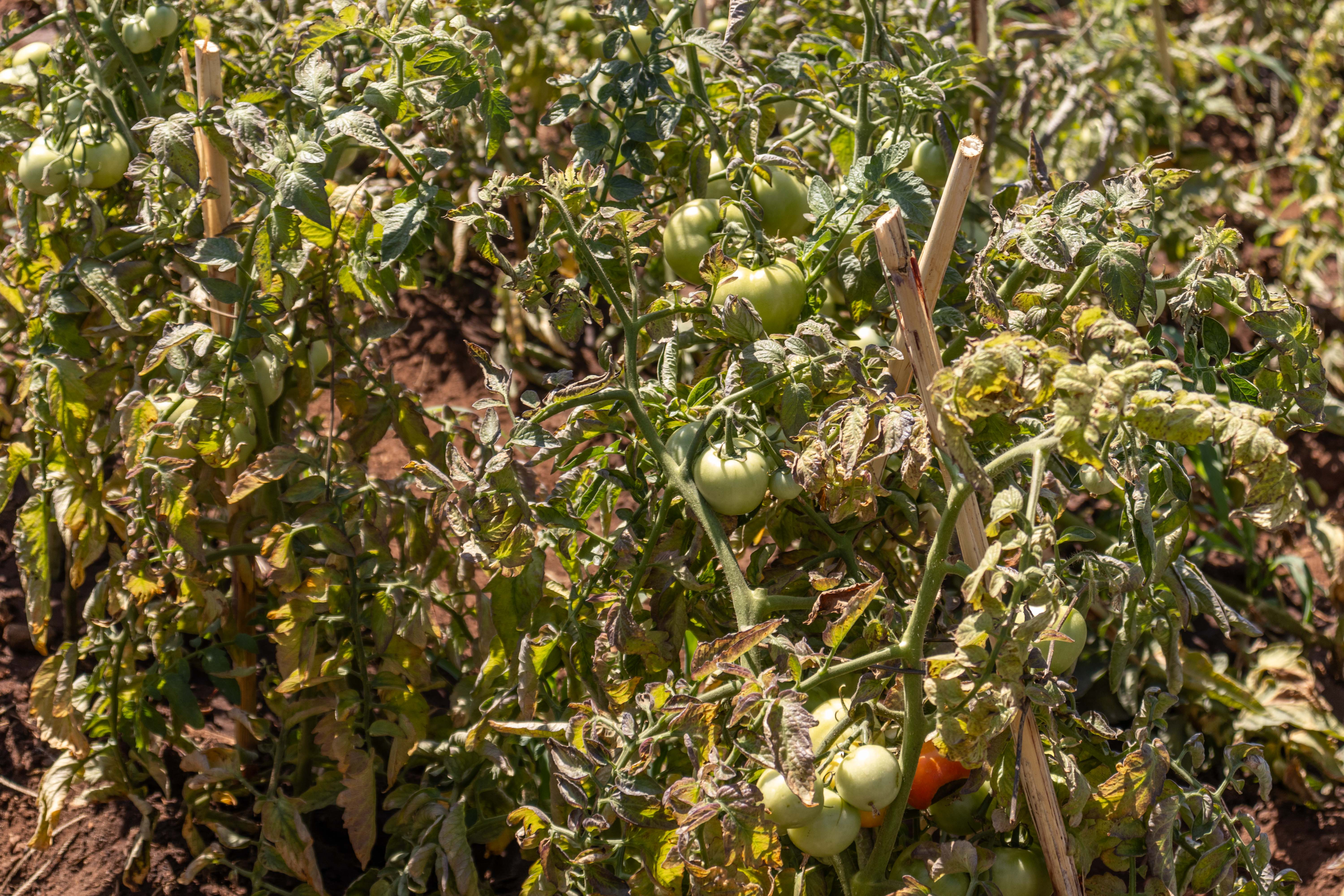 Part of George Smith tomato garden which uses irrigation.