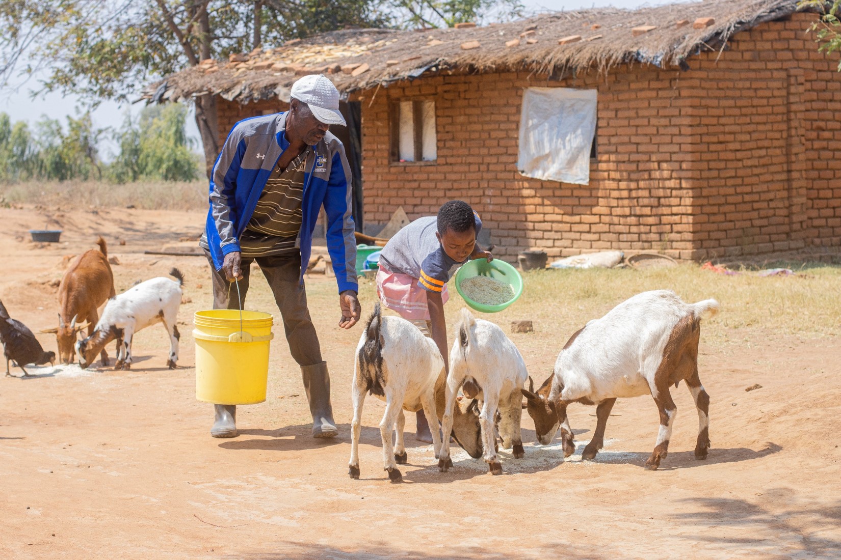 Gilbert Feeding goats together her daughter violet