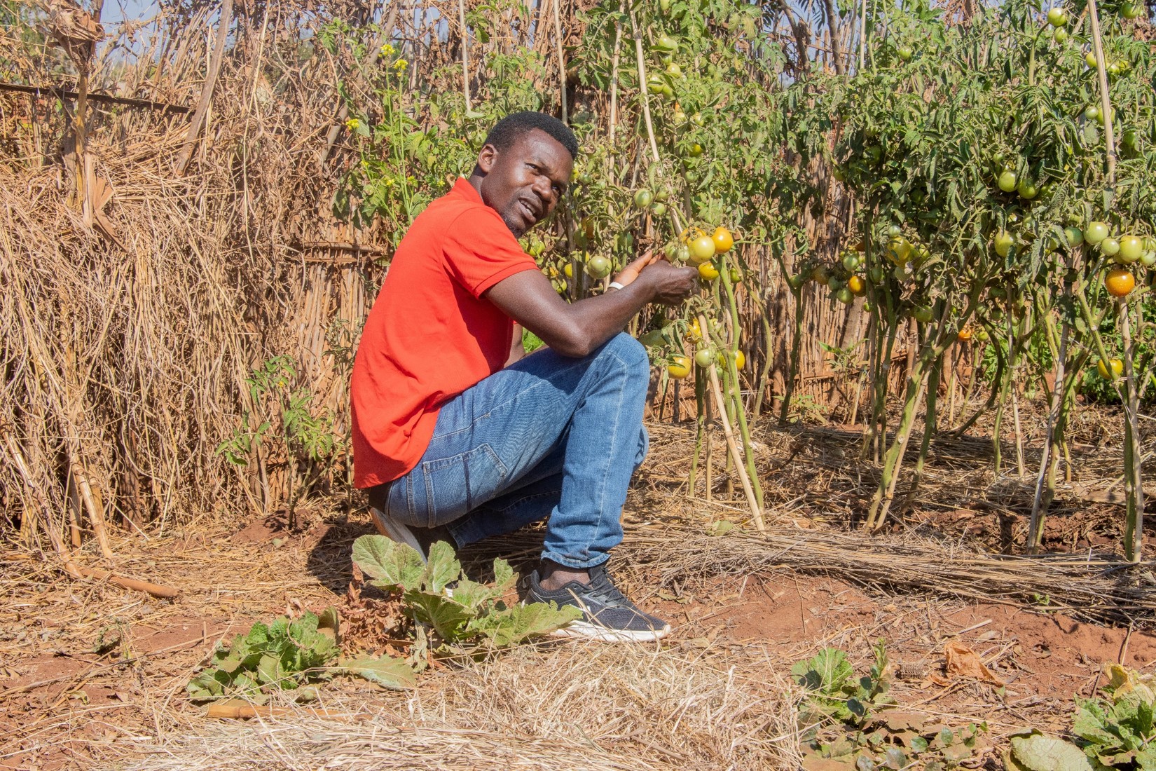 Watson: Through tomato farming I am now able to provide for my family.