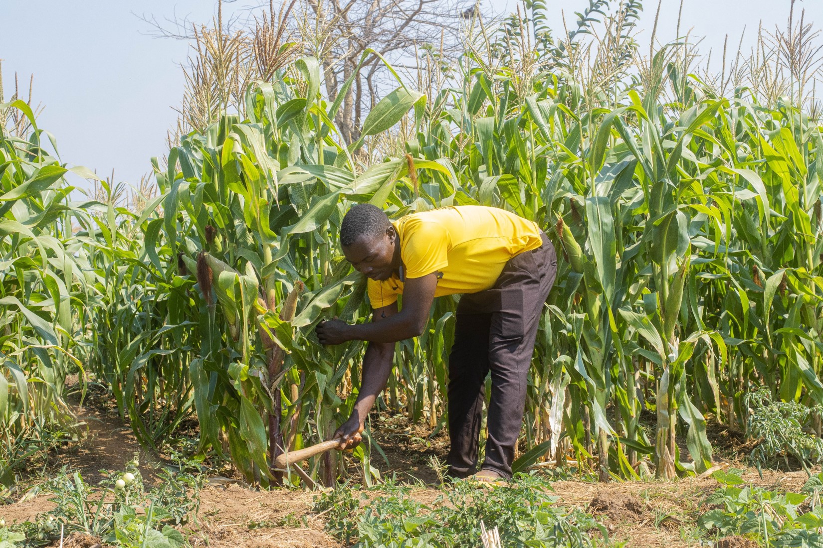 Tedson: With irrigation now i am  able to harvest maize several times in a year.