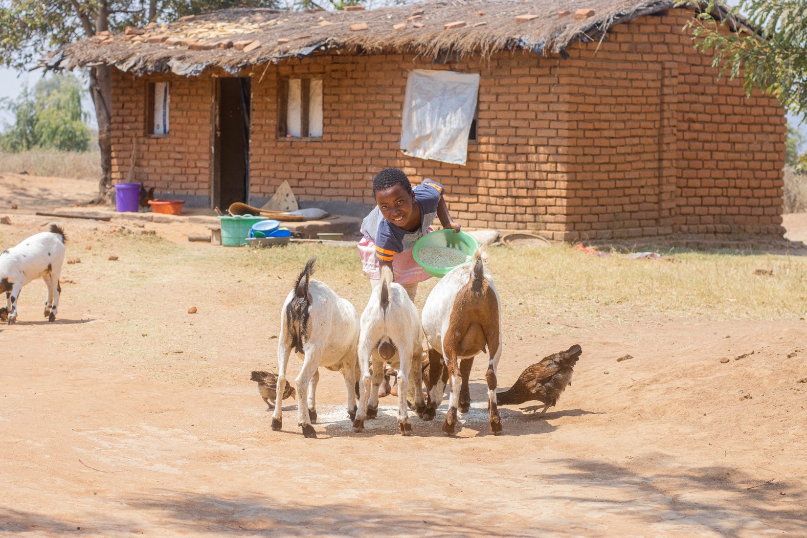 Dorica heling her father feed the goats.