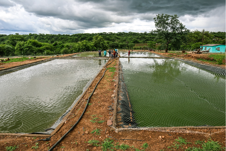 The thriving fish ponds at Kamanika Primary, a source of income and education