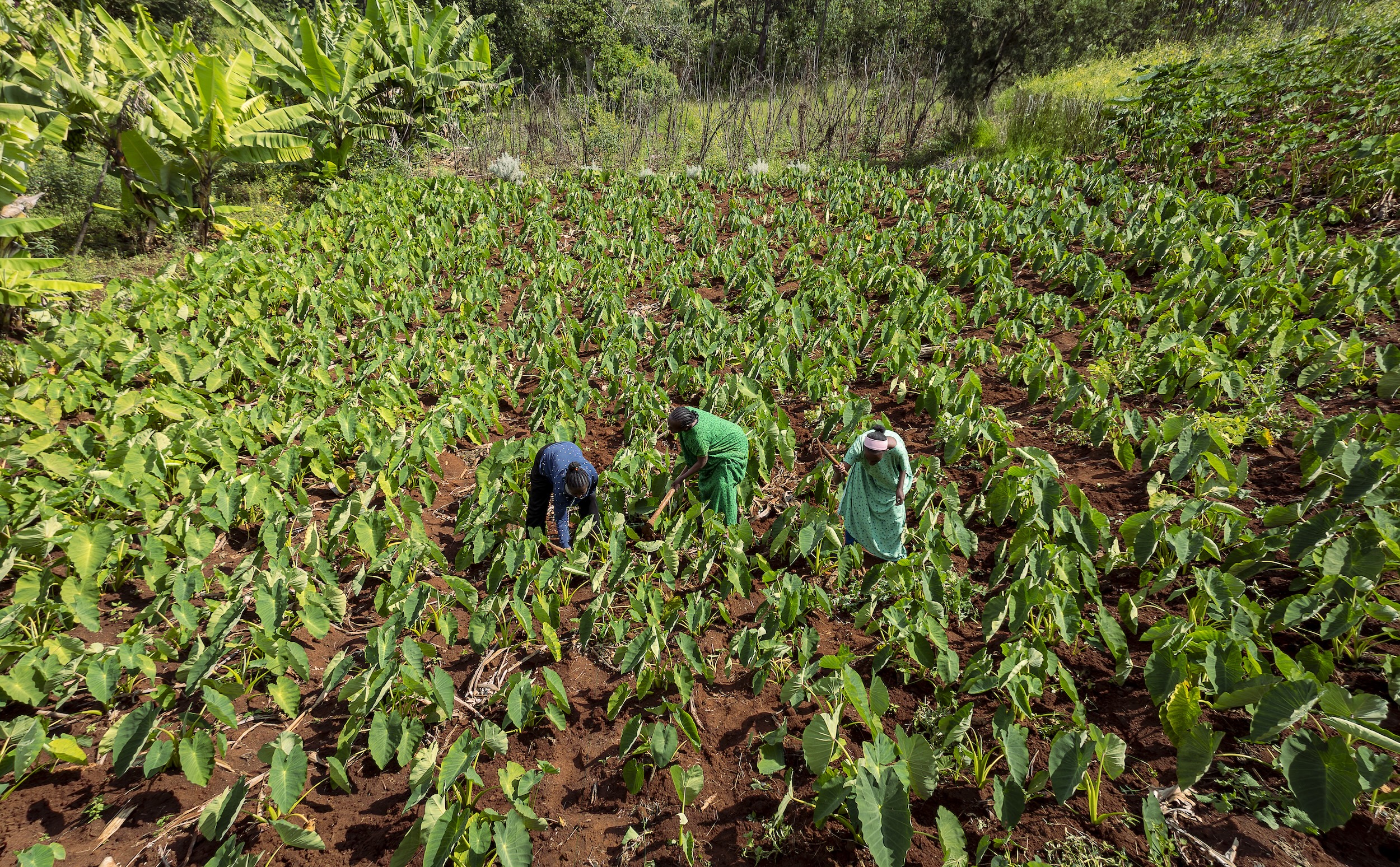 Martha and her two daughters tending their farm