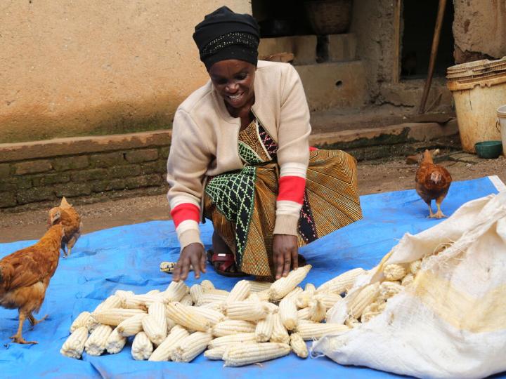 Woman sorts corn on the ground 